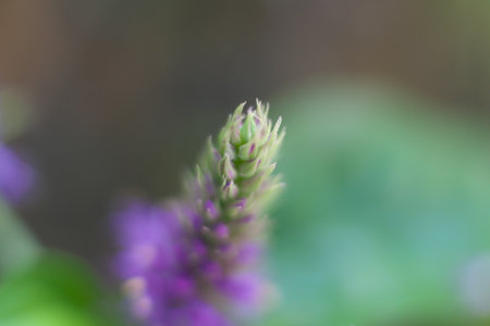Macro photo of fluffy flowers