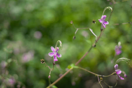 Pink caliganeso blooming in the countryside