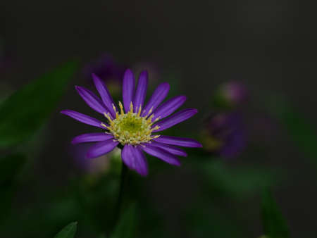 Purple Zion flowers seen from above