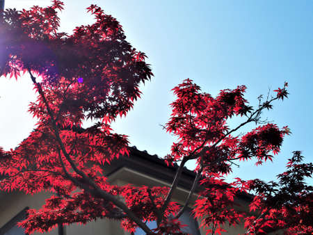 Unseasonable autumn leaves of maple in early spring