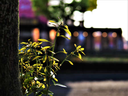 A ball bokeh of the street tree and the lighting over the roadの写真素材
