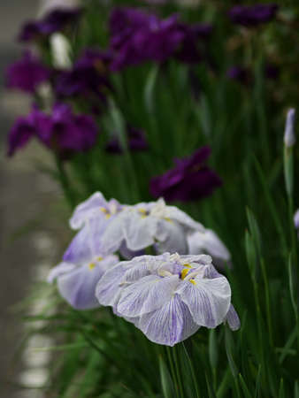 White and purple Hana Shobuの写真素材