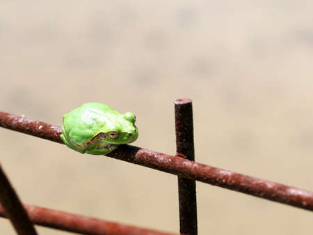 A small frog sitting still on a fenceの写真素材
