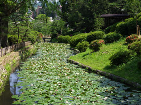 Water lily flowers bloomed all over the pond of the performanceの写真素材