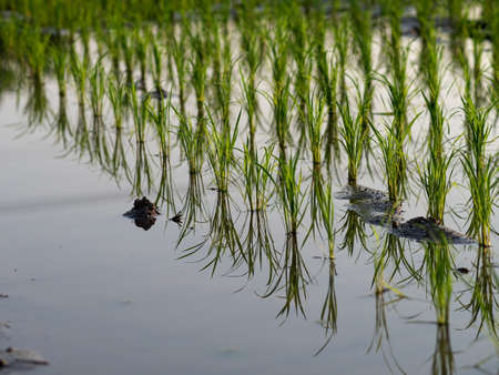 Reflection on rice seedlings in the morningの写真素材