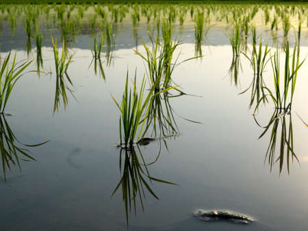 Reflection on rice seedlings in the morning