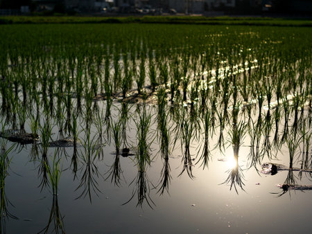 Reflection on rice seedlings in the morningの写真素材