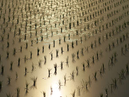 Golden Y Dawn Paddy Fieldsの写真素材