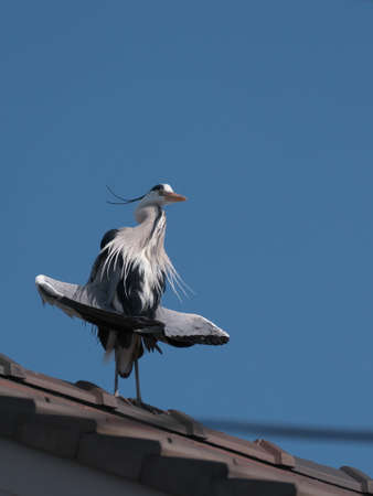 Heron perched on the roof of a private houseの写真素材