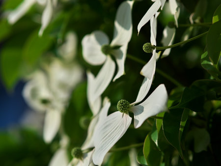 White Yamaboshi flowers bathed in the morning sunの写真素材