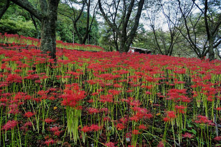 A cluster of red flowers along the roadの写真素材