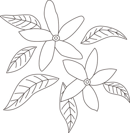 This is an illustration of jasmine flowers and leaves. How about the image of jasmine tea?のイラスト素材