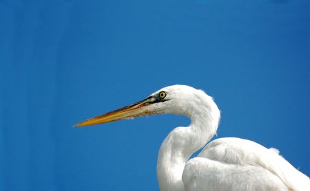 great egret headshotの写真素材