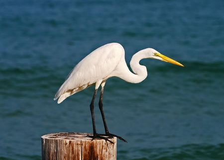 Large egret perched on wood pilingの写真素材
