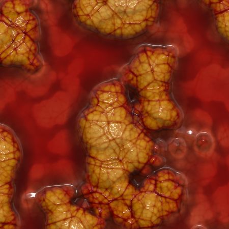 Interior organsの写真素材