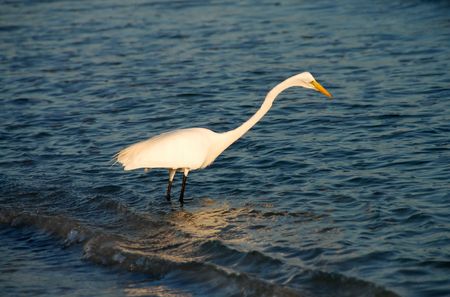 Great egret (Ardea alba) on a Florida beachの写真素材
