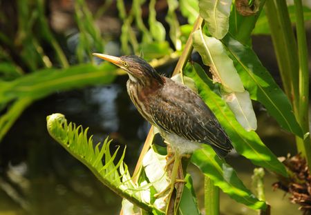 Green heron (Butorides virescens) in Floridaの写真素材