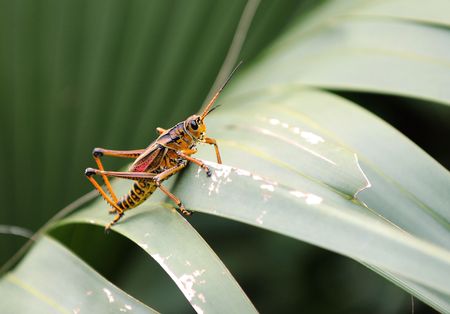 Giant grasshopper resting on a leaf