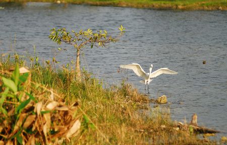 Snowy egret in the Florida Everglades wildernessの写真素材