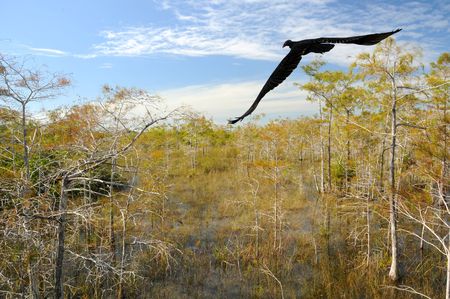 Black vulture in the Florida Everglades wetlandsの写真素材