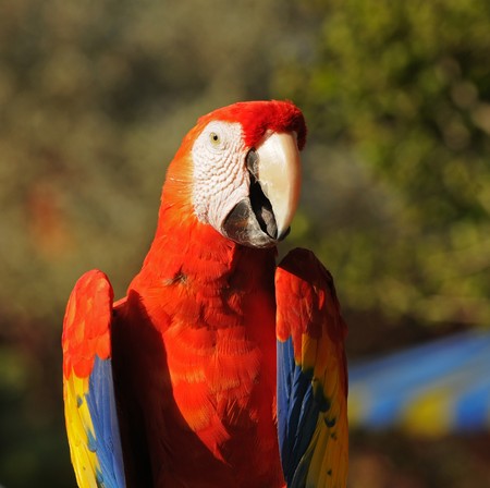 Exotic red parrot endangered in the Amazon