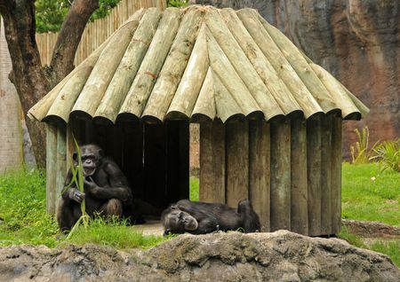 Chimps in a wildlife shelterの写真素材