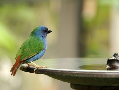 Small bird perched on the edge of a waterfountainの写真素材