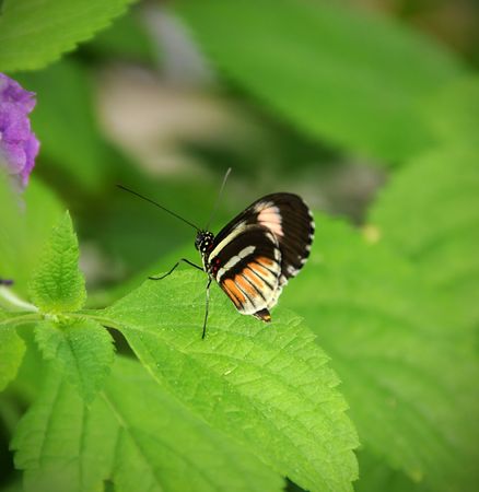 Small butterfly perched on a green leaf