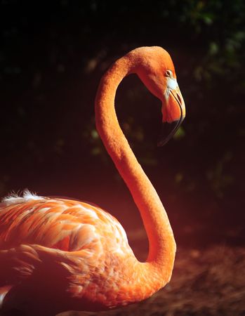 Wild flamingo in the Florida Everglades