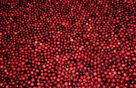 Harvest of cranberries floating on waterの写真素材