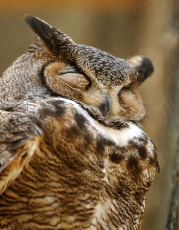 Great horned owl standing with eyes closedの写真素材