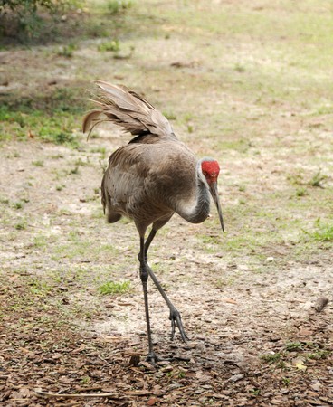Sandhill crane seen in the Florida Evergladesの写真素材