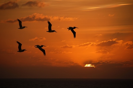Flock of pelicans flying into the sunset over the Caribbeanの写真素材