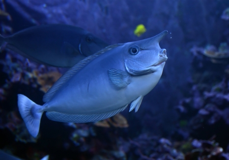 Unicorn fish  Naso unicornis  seen near Hawaii