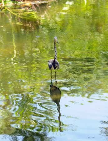 Tricolored heron  egretta tricolor  commonly seen in the Florida Evergladesの写真素材