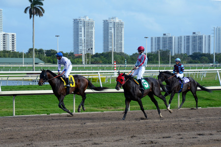 Miami, USA - February 4, 2011: Horse racing teams practice on a race day at Gulfstream Park outside of Miami, Floridaのeditorial素材