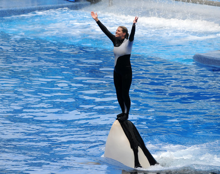 ORLANDO, FEBRUARY 25, 2009: SeaWorld trainer dies in killer whale attack in Orlando. Pictured: Killer whale trainer greets visitors during showのeditorial素材