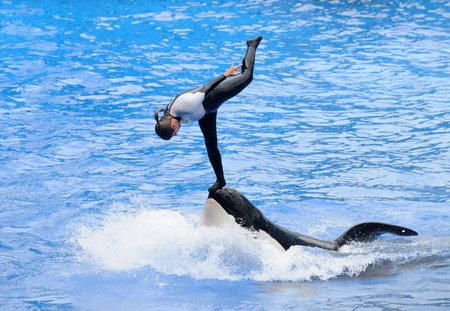 Orlando, USA - August 22, 2009: Animal trainer practices stunt act with orca. Training killer whales is a very demanding job.のeditorial素材