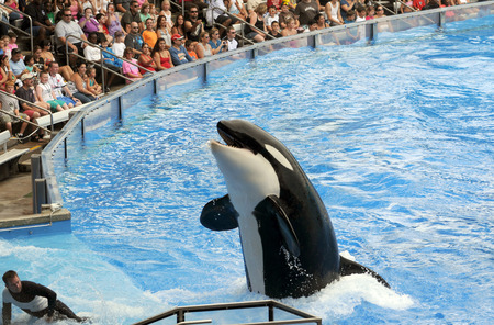 ORLANDO - FEBRUARY 25: SeaWorld trainer dies in killer whale attack in Orlando. Pictured: Killer whale greets visitors during showのeditorial素材