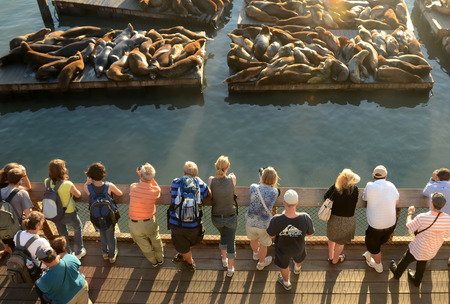 San Francisco, USA - October 1, 2012: Tourists observe sea lions near San Francisco's Pier 39 in...