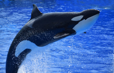 Killer whale jumpting out of blue ocean waterの写真素材