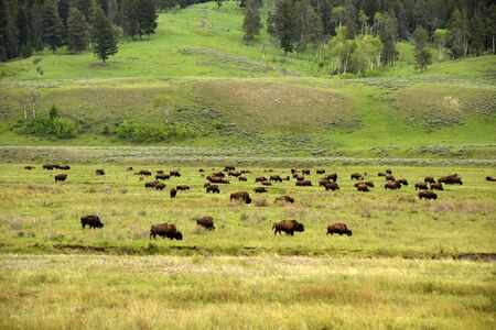 Buffalo grazing the wild in Wyoming USAの写真素材