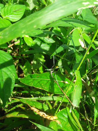 Spider web in a wild plant