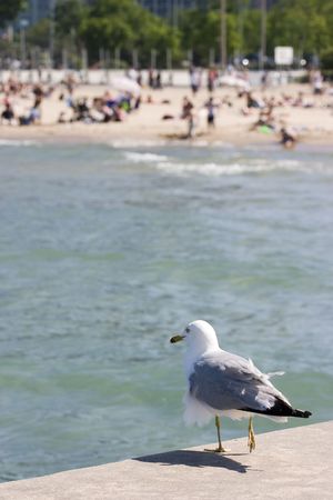Ruffled gull standing on pier with water and beach in backgroundの写真素材