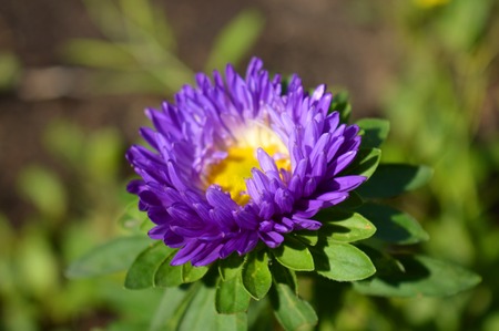 garden flowerの写真素材