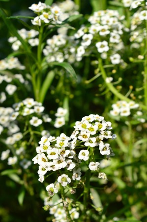 White flowers green grass in my gardenの写真素材