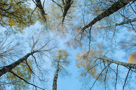 Looking up to the sky in birch forest. Ukraineの写真素材