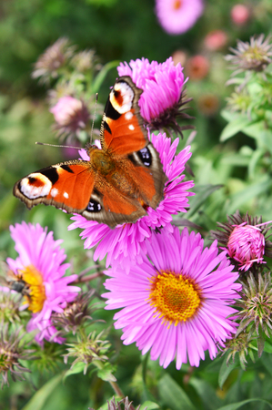 beautiful bright butterfly sitting on a purple aster. ukraineの写真素材