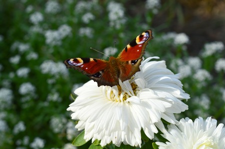 Bright colors. Butterfly on a flower aster. ukraineの写真素材