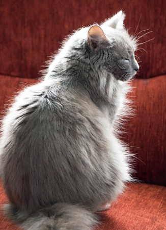 fluffy gray cat on a red couchの写真素材